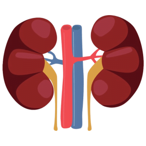 Kidney Disease Treatment