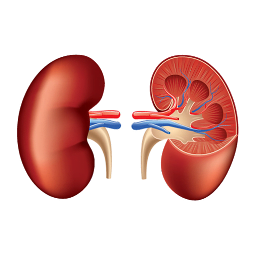 Best Kidney Disease Treatment in USA