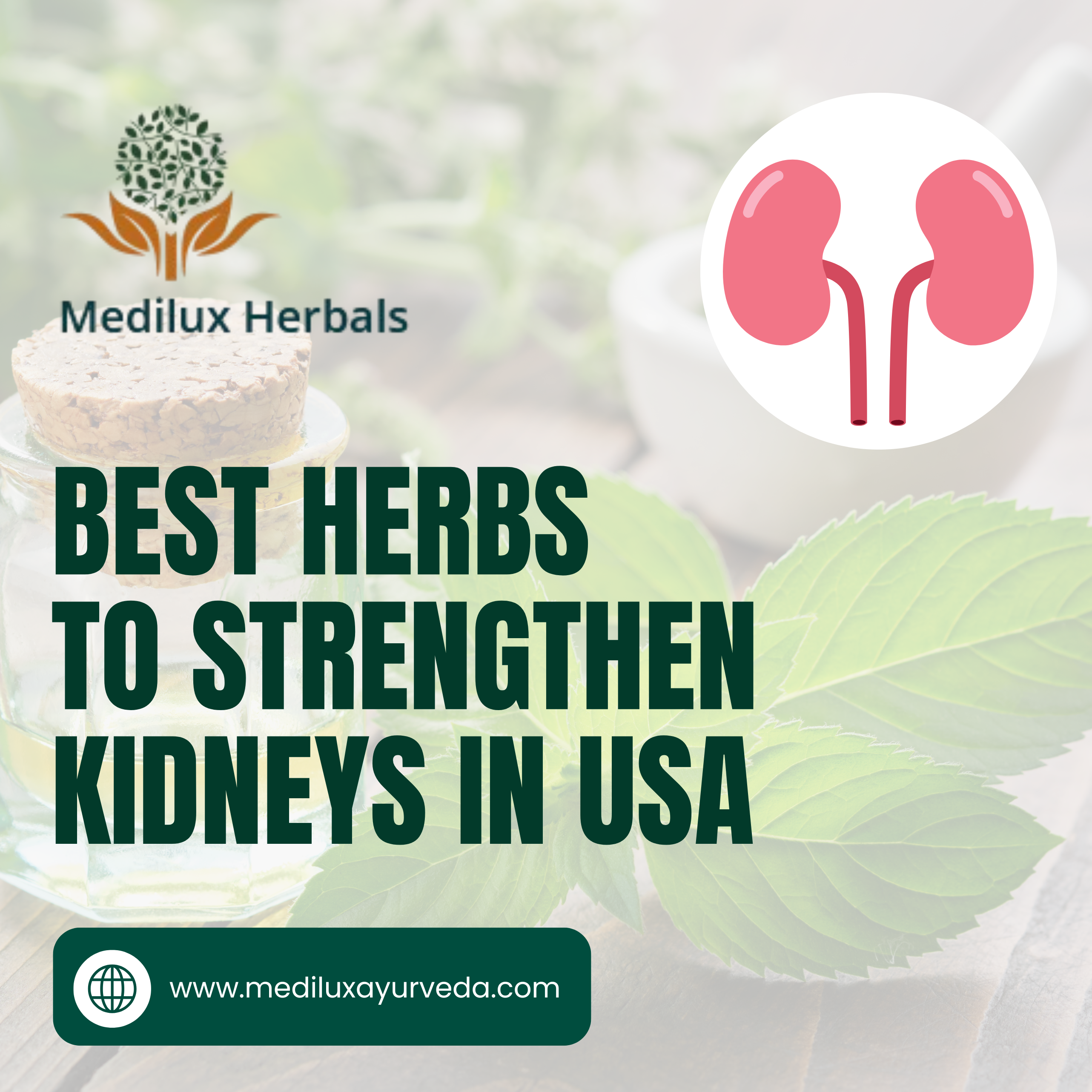 Best Herbs to strengthen Kidneys in USA