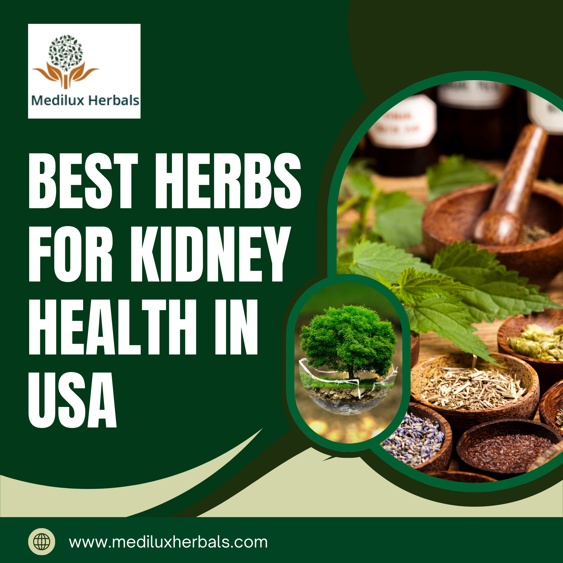 Best Herbs for Kidney Health in USA